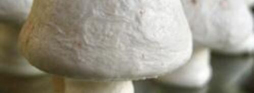 грибочки из безе. Шаг 6