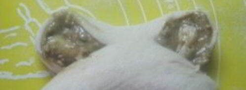 булочки облитые халвой. Шаг 11