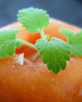 Абрикосовый щербет