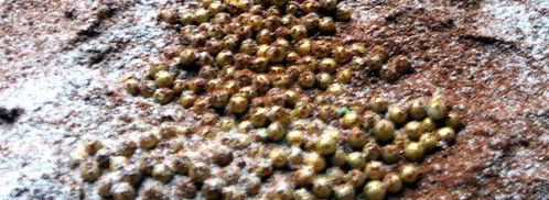 рождественский тирамису. Шаг 8