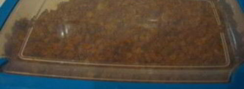 бастурма из индейки. Шаг 4