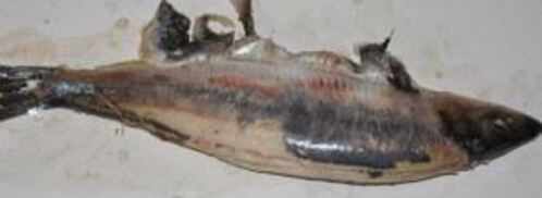 форшмак классический. Шаг 4