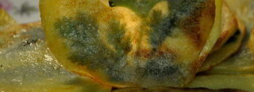 жареный картофель с петрушкой. Шаг 6