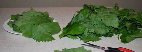 долма с чесночным соусом и кинзой. Шаг 3