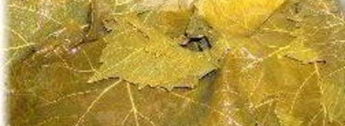 долма с мясной начинкой. Шаг 7