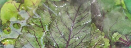 голубцы из свекольной ботвы с булгуром. Шаг 11