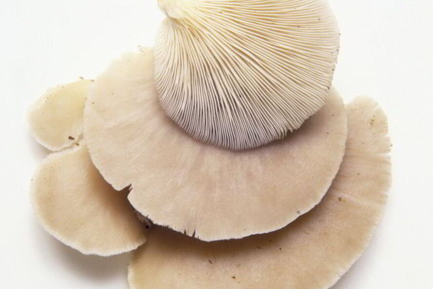 Рецепт жаренских вешенок в кляре