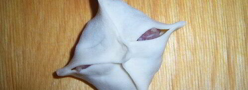 манты. Шаг 8