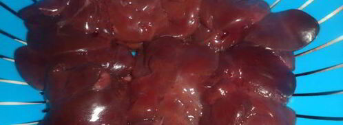 печень со стрелками чеснока. Шаг 3