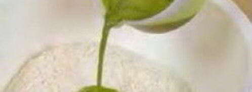 зеленые пельмени с лососем. Шаг 3