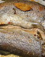 Речная рыба в духовке