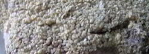 шницель в мятной панировке с кунжутом. Шаг 10