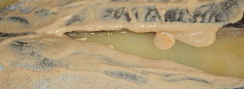 новогоднее рыбное жаркое оскал дракона. Шаг 6