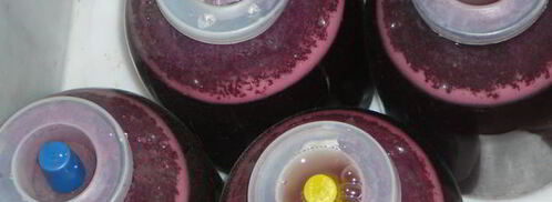 домашнее вино изабелла. Шаг 6