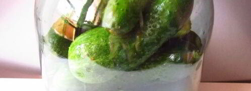 огурцы квашеные с водкой. Шаг 6