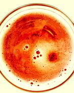 Белый домашний квас