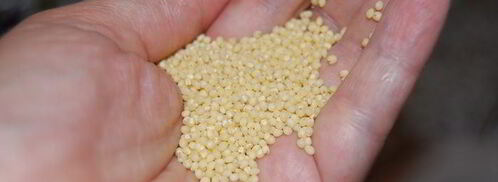 домашний квас петровский. Шаг 5