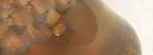 квас из бородинского хлеба без дрожжей. Шаг 8