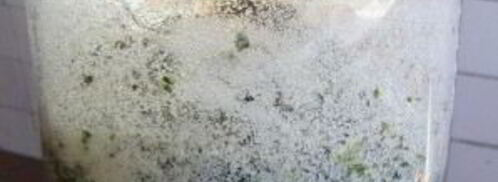 квас из виноградных листьев. Шаг 4