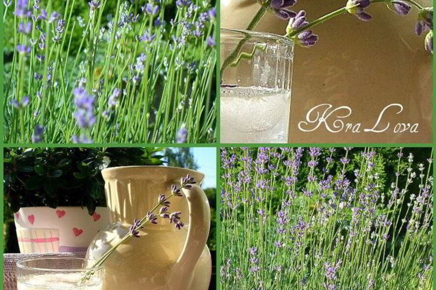 Рецепт лимонада с лавандой