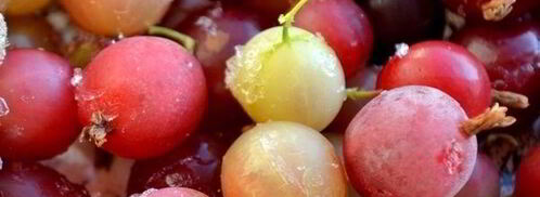 морс из вишни и крыжовника. Шаг 3