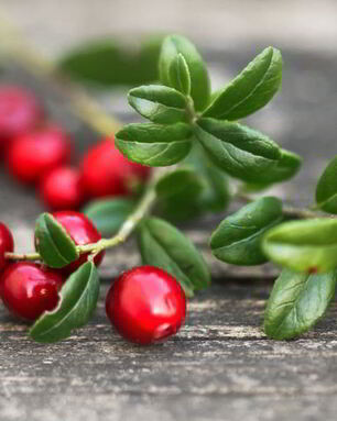 Домашняя наливка из брусники