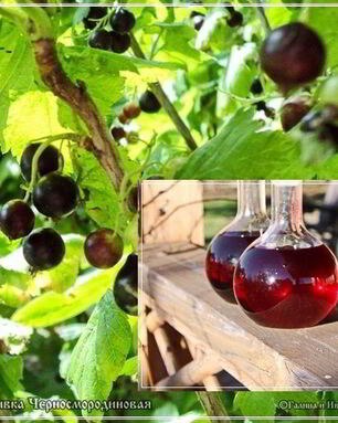 Наливка черносмородиновая