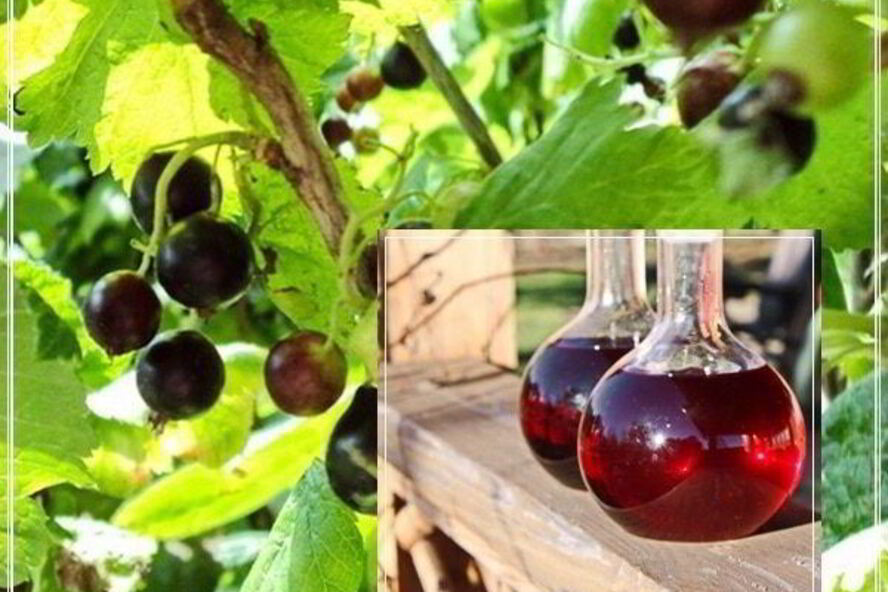 Рецепт наливки черносмородиновой