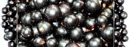 наливка черносмородиновая. Шаг 3