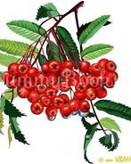 Рябиновая наливка