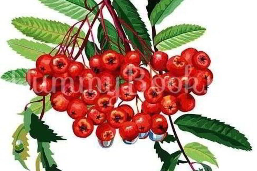 Рецепт рябиновой наливки