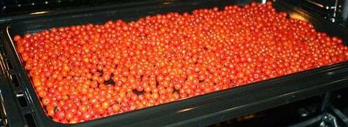 рябиновая наливка. Шаг 18