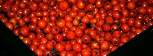 рябиновая наливка. Шаг 21