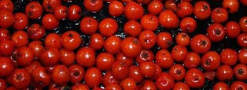 рябиновая наливка. Шаг 24