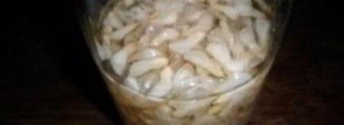 напиток из акации на зиму. Шаг 4