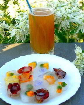 Напиток из календулы с цветочным льдом