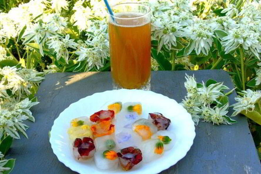 Рецепт напитка из календулы с цветочным льдом