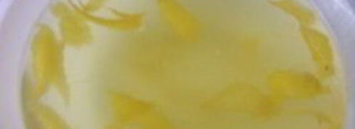 лимонная настойка на спирту. Шаг 4