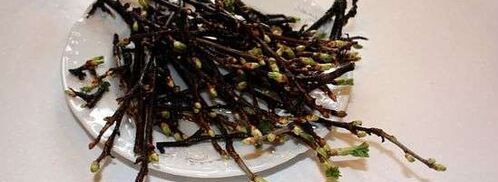 настойка на смородиновых почках. Шаг 11