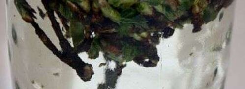 настойка на смородиновых почках. Шаг 17