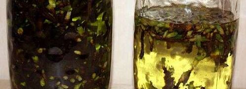 настойка на смородиновых почках. Шаг 24