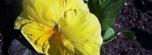 бананово-арбузный смузи. Шаг 10