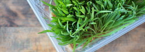 сок из ростков пшеницы. Шаг 3