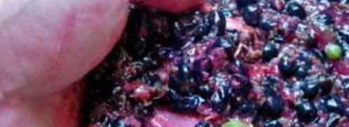 вино из черной смородины. Шаг 3