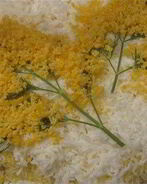 Салат Мимоза с лососем