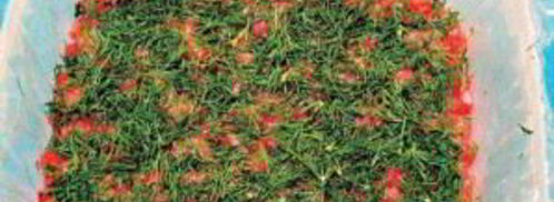 красная рыба под шубой салат. Шаг 3