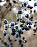 Готовим кетчуп из тернослива на зиму