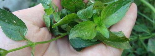 грузинский соус ткемали. Шаг 5