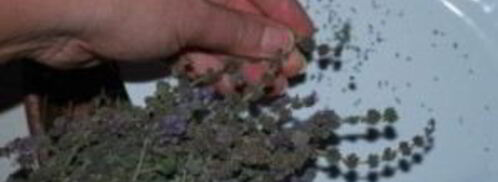 ткемали из слив на зиму. Шаг 9