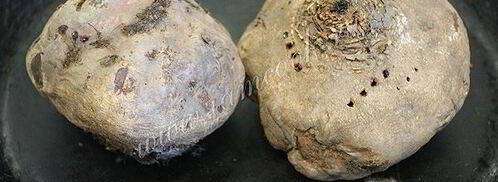 холодник из свеклы на кефире. Шаг 4